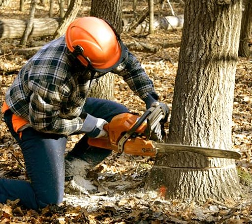 Tree Removal in Gowen, MI